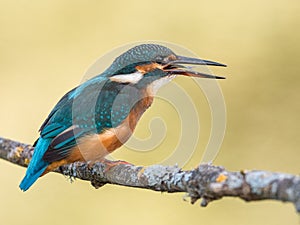 Kingfisher bird Alcedo atthis eating a fish