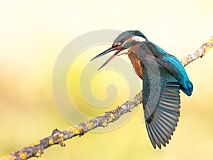 Kingfisher bird Alcedo atthis flapping