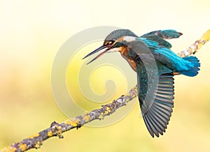 Kingfisher bird Alcedo atthis flapping