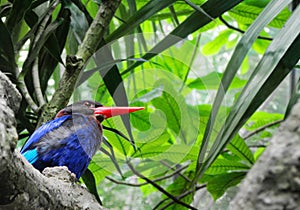 Pescador pájaro Salvaje vida 