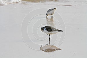 Kingfisher bird on the beach