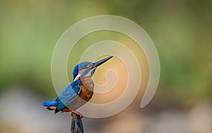 Kingfisher bird with beautiful background