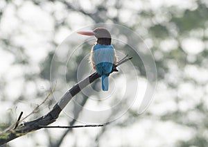 Kingfisher Bird in Bharatpur Bird Sanctuary photo