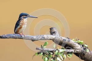 Kingfisher bird catches fish, Kingfisher bird on branch