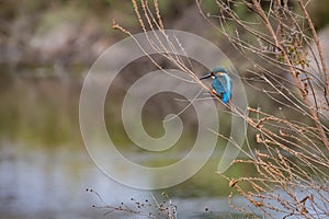 Kingfisher Bird feeding at Hula Valley
