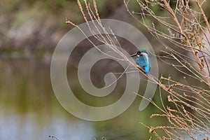 Kingfisher Bird feeding at Hula Valley