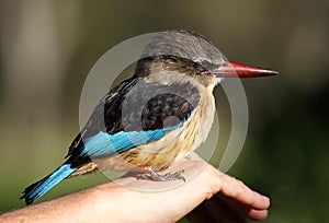 Kingfisher bird on hand