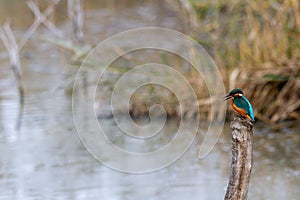 Kingfisher bird marsh lakes and rivers in europe