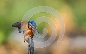 Kingfisher bird preening
