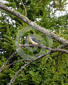 Kingfisher bird seatting on the kowhai tree branch, native New Zealand bird