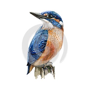 Kingfisher bird sitting on a tree branch watercolor illustration. Hand drawn picture of a bright blue bird with orange breast, iso