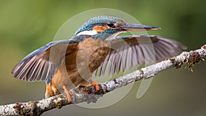 Kingfisher bird photo