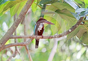 Kingfisher bird on a tree