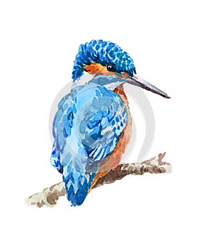 Kingfisher Bird Watercolor Illustration Hand Drawn photo