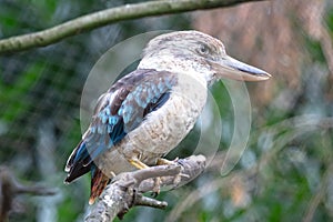 Kingfisher Blue-winged kookaburra, Dacelo leachii