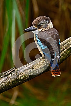 Kingfisher Blue-winged kookaburra, Dacelo leachii, Australia. Bird near the river. Kingfisher in the nature water grass habitat.