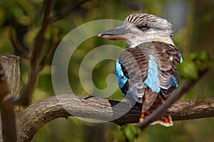 Kingfisher Blue-winged kookaburra, Dacelo leachii, colorful kingfisher from Australia. Bird hidden in the habitat. Wildlife scene