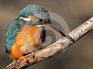 Kingfisher on a branch hunting for fish