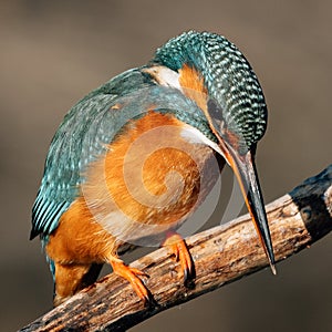 Kingfisher on a branch hunting for fish