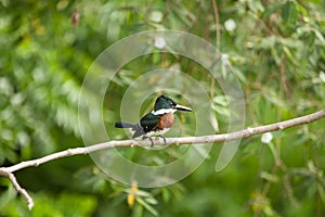 Kingfisher on branch in tropical forest