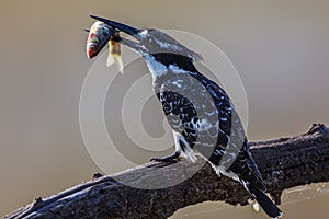 Kingfisher catch