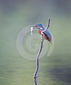 Kingfisher with catch