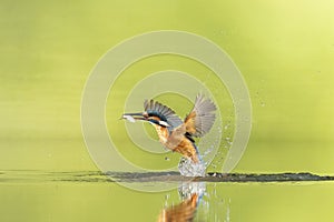 Kingfisher with catch after a successful dive