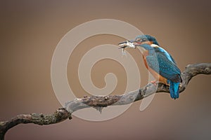 Kingfisher with catch on twirly branch