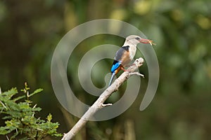 Kingfisher Catches Insect In Ngorogoro