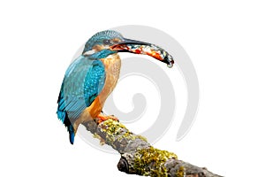 Kingfisher with caught fish in bill isolated on white background. Wild common kingfisher, Alcedo atthis.