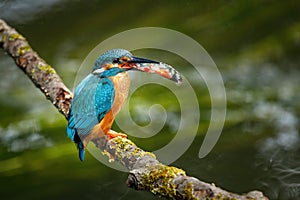 Kingfisher with caught fish in bill. Wild common kingfisher, Alcedo atthis, perched on branch near nesting burrow. Wildlife