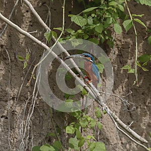 Kingfisher with caught fish sitting on a twig in its natural habitat.