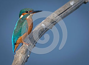 Kingfisher (Ceyx azureus) fishing from Branch