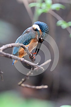 Kingfisher is cleaning its nail, keep itself tidy while resting.