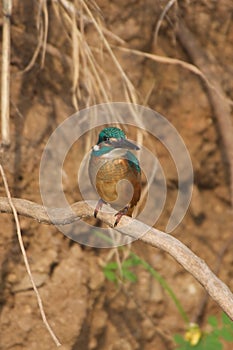Kingfisher close-up