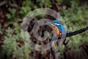 A Kingfisher, Common Kingfisher or Eurasian Kingfisher.