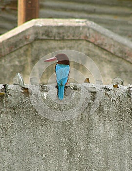 Kingfisher On Concrete Wall