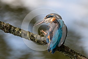 Kingfisher cratching her beak