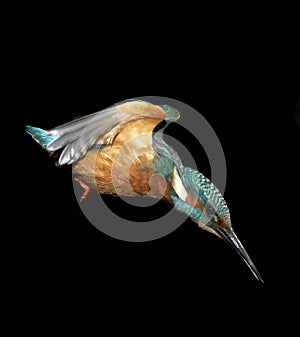 Kingfisher diving