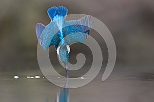 Kingfisher photo