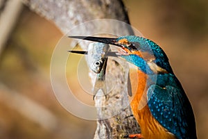Kingfisher eating beautiful color blue and brown