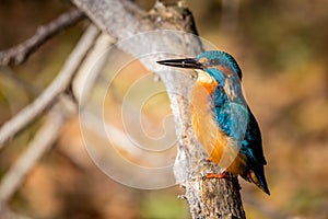 Kingfisher eating beautiful color blue and brown