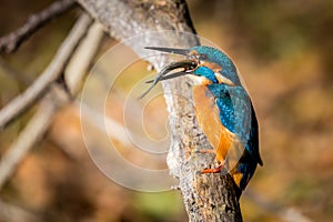 Kingfisher eating beautiful color blue and brown