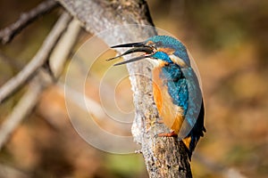 Kingfisher eating beautiful color blue and brown