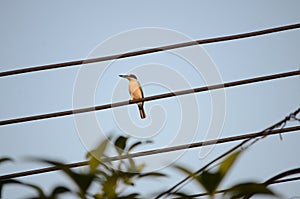 Kingfisher on a electrical cable in Sunrise golden light