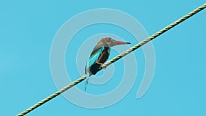 A Kingfisher On A Electrical Wire