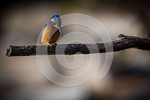 The Kingfisher enjoy sunlight and catching fish.