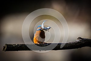 The Kingfisher enjoy sunlight and catching fish.