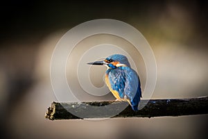 The Kingfisher enjoy sunlight and catching fish.