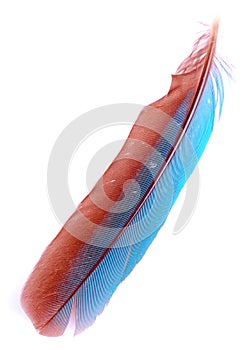 Kingfisher feather photo